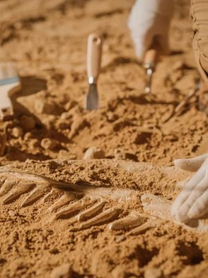 O município de Parintins (a 369 km de Manaus) será palco, entre os dias 22 e 25 de outubro, do 2º Seminário de Arqueologia: Patrimônio, Legislação e Pesquisas, organizado pelo Centro de Estudos Superiores de Parintins ( CESP ) da Universidade do Estado do Amazonas (UEA). O evento conta com o apoio do governo estadual, por meio da Fundação de Amparo à Pesquisa do Estado do Amazonas (Fapeam), pelo edital Parev nº 005/2025.